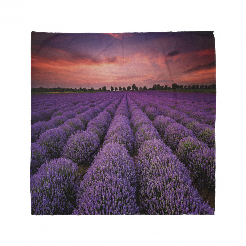 Lavender Field Sunset Bandana