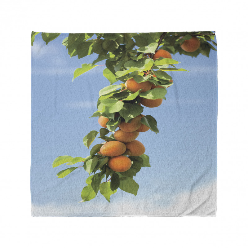 Succulent Apricots on Tree Bandana