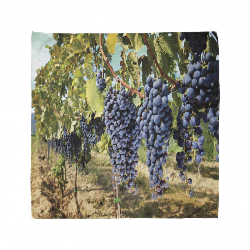 Rows of Wine Fruits in Italy Bandana