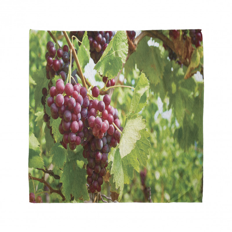 Bunch of Wine Fruits Foliage Bandana