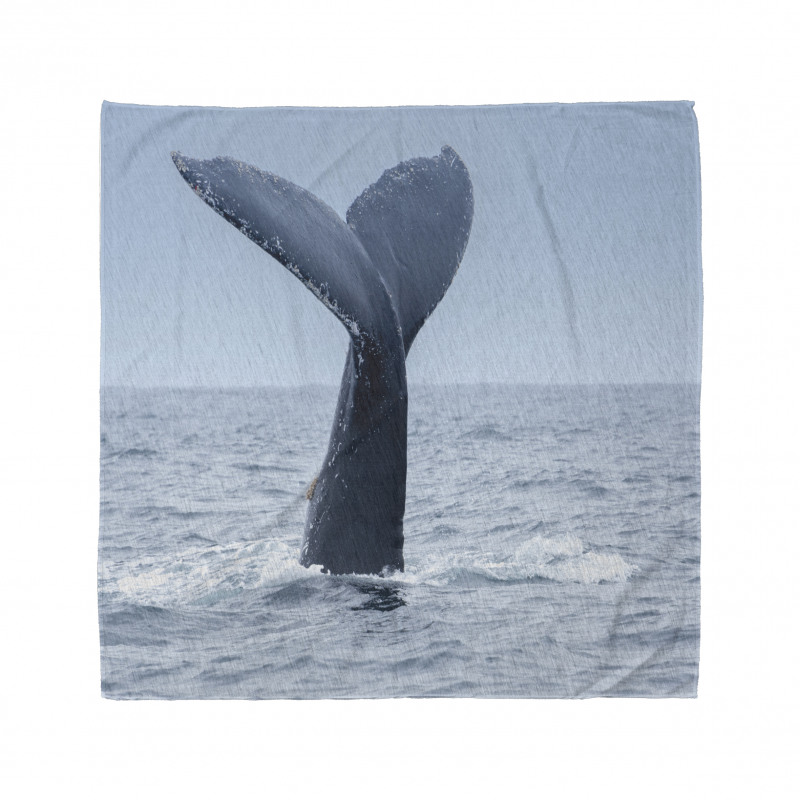 Whale Tail Puerto Lopez Bandana