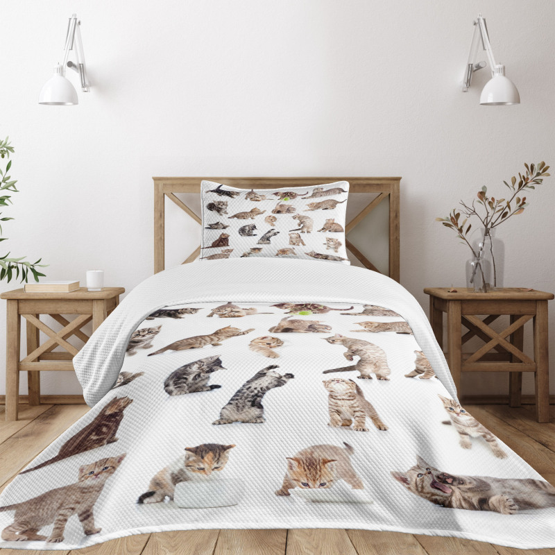 Funny Playful Cats Image Bedspread Set