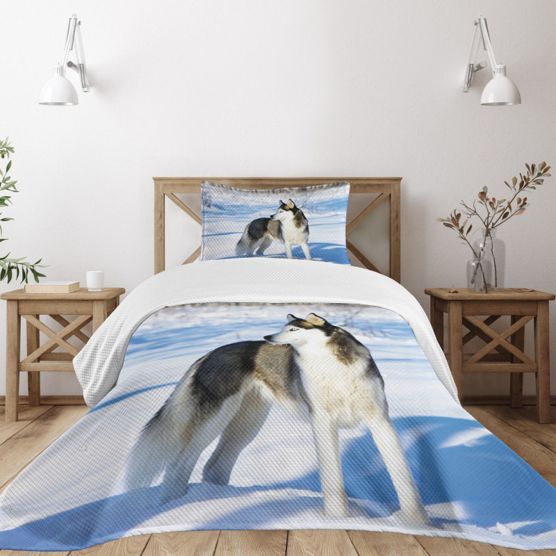 Husky on Snow Bedspread Set