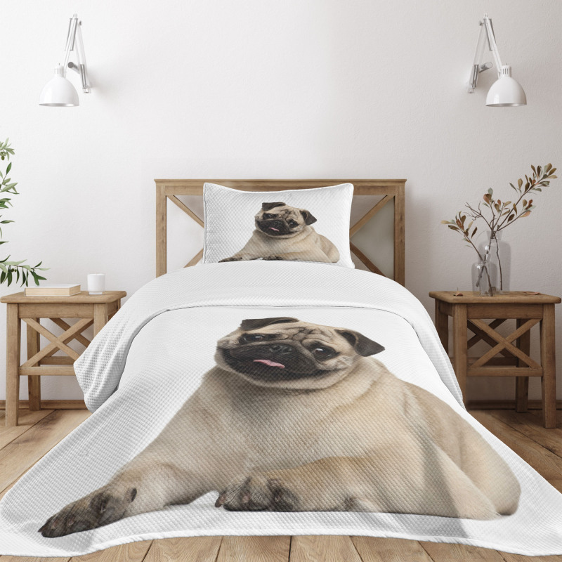 Young Puppy Lying on Floor Bedspread Set