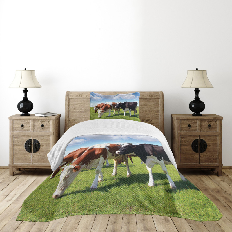Cows Grazing on Pasture Bedspread Set
