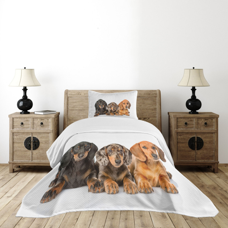 Different Color Dogs Lays Bedspread Set