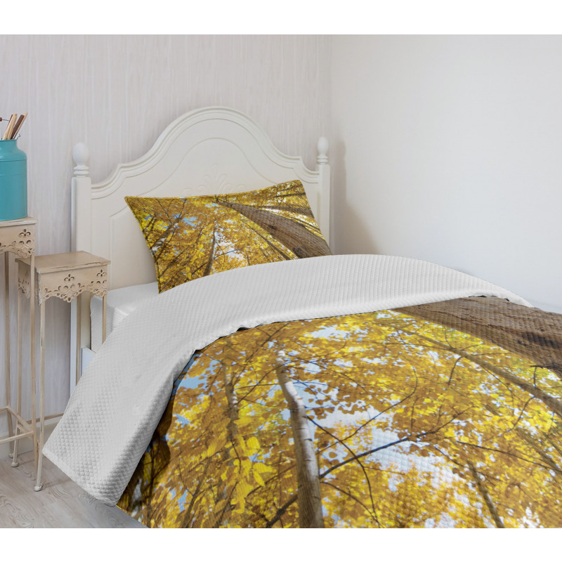 Aspen Trees in Forest Bedspread Set