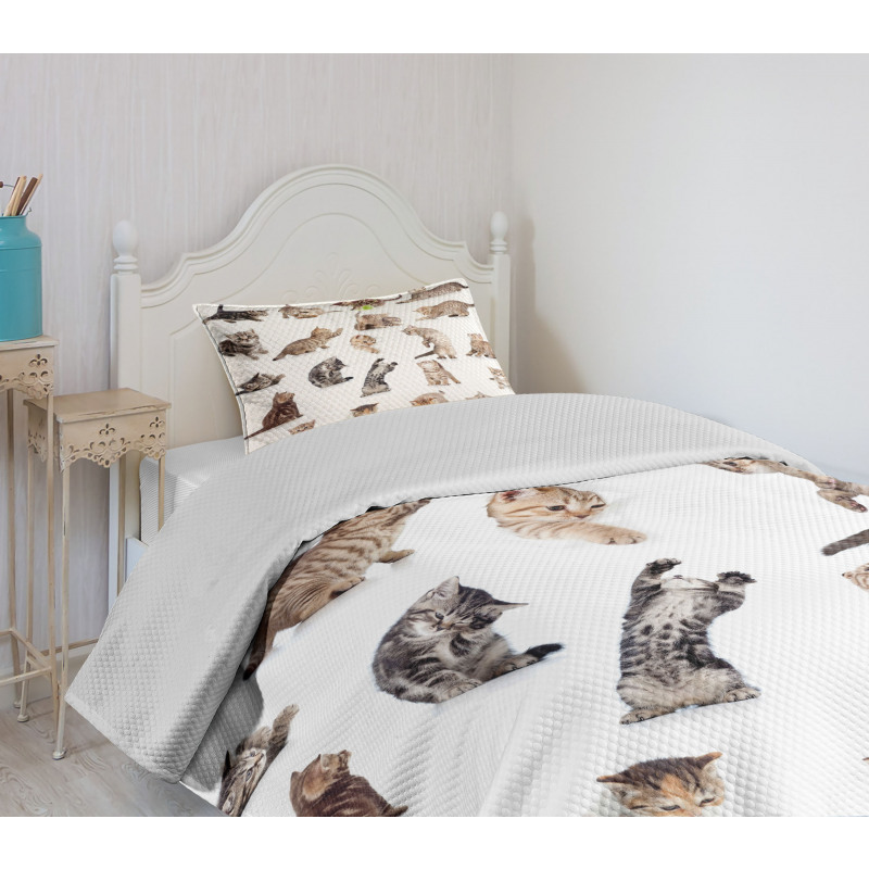 Funny Playful Cats Image Bedspread Set