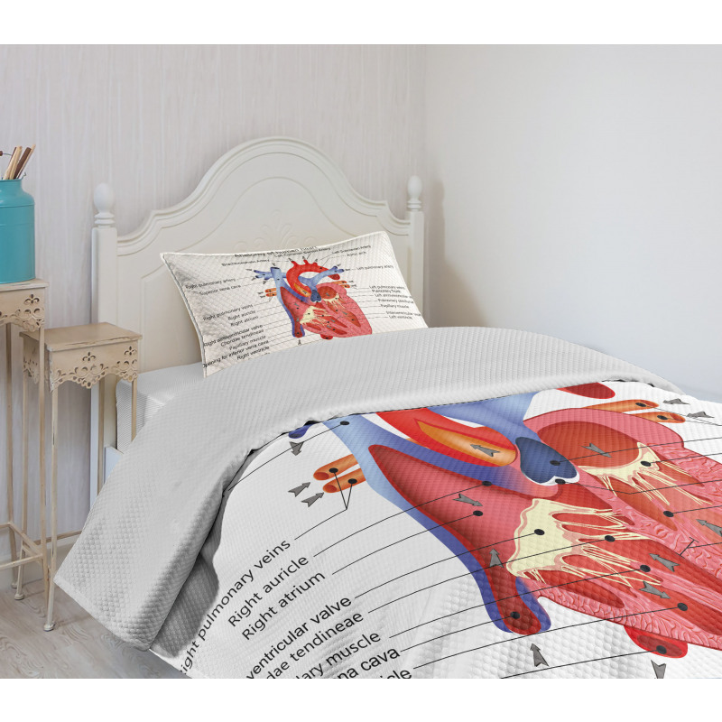 Human Body Organ Bedspread Set