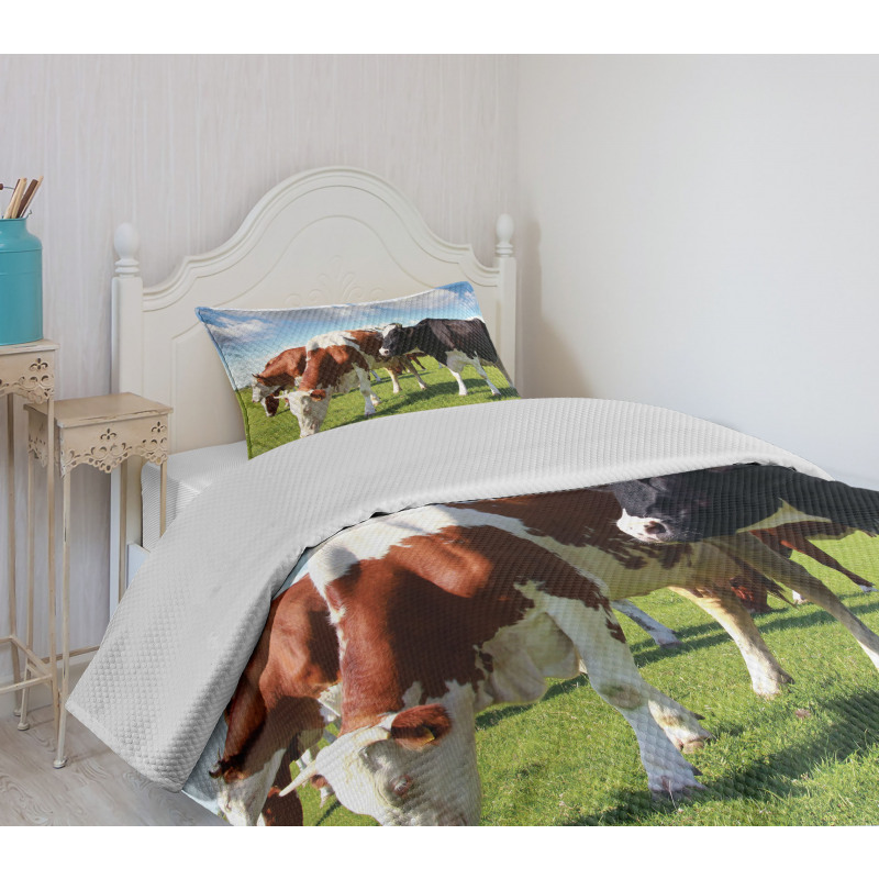 Cows Grazing on Pasture Bedspread Set