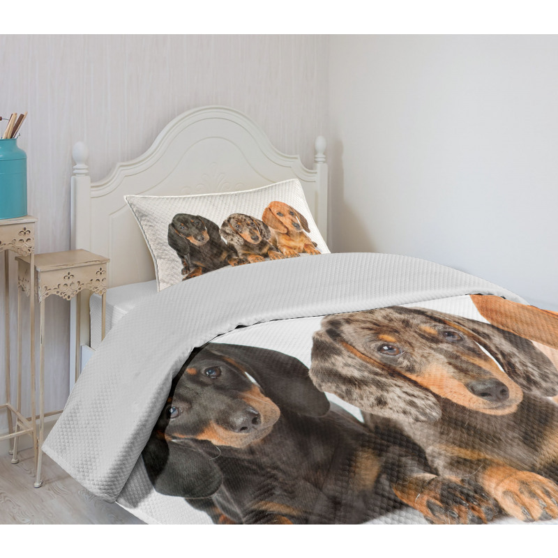 Different Color Dogs Lays Bedspread Set