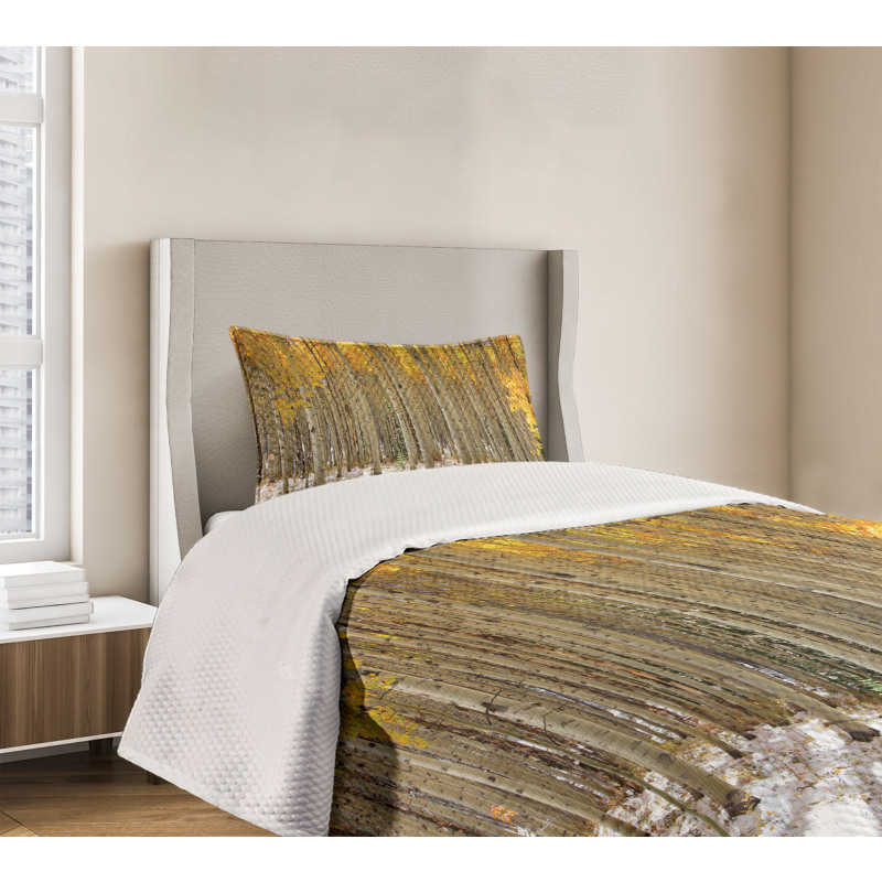 Aspen Tree Woods Scenery Bedspread Set