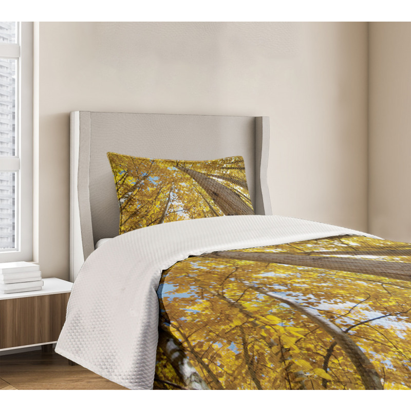 Aspen Trees in Forest Bedspread Set