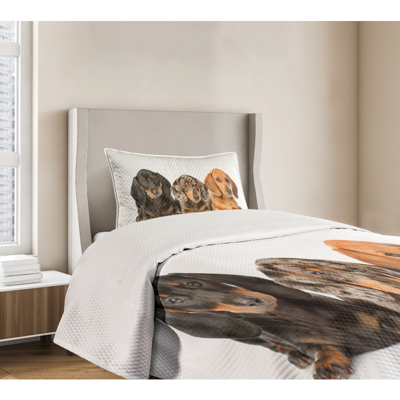 Different Color Dogs Lays Bedspread Set