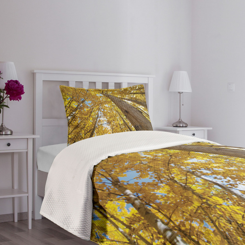 Aspen Trees in Forest Bedspread Set