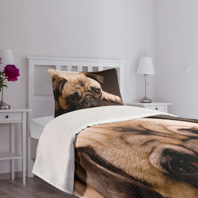 Puppy Photograph Animals Bedspread Set