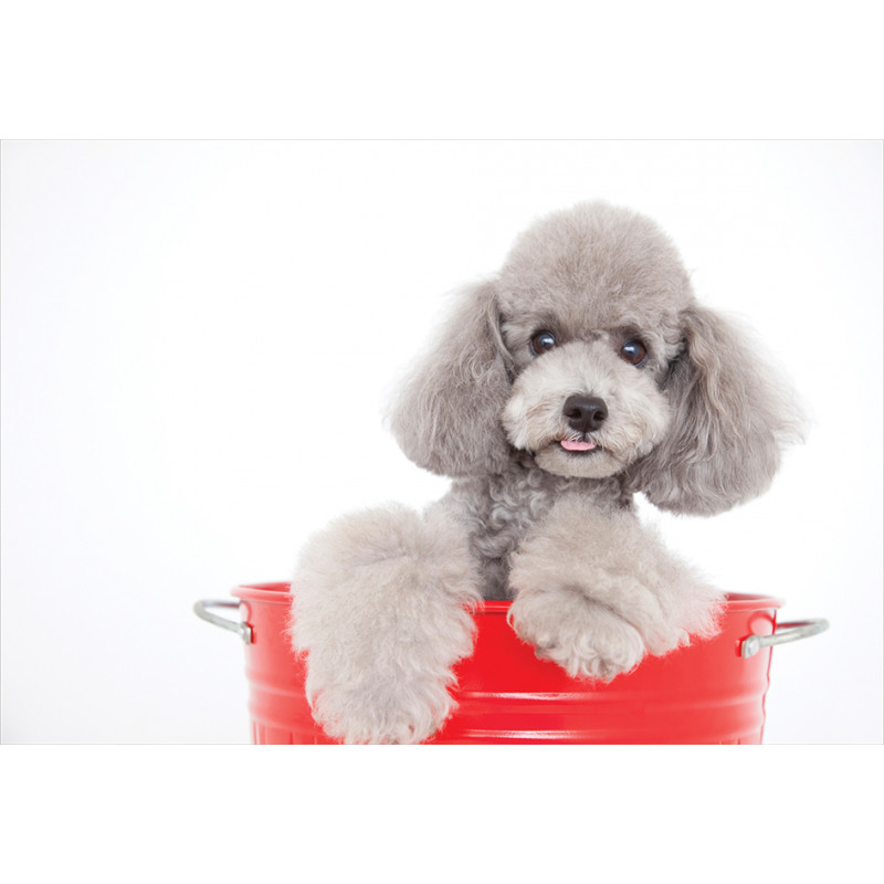 Pet in a Bucket Posing Aluminum Water Bottle