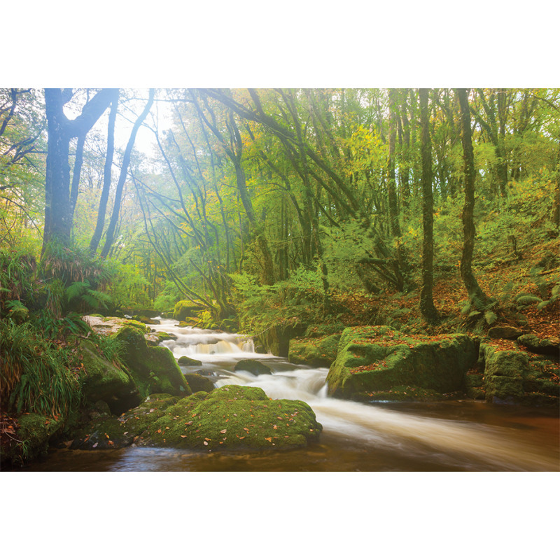 Forest at Golitha Falls Aluminum Water Bottle