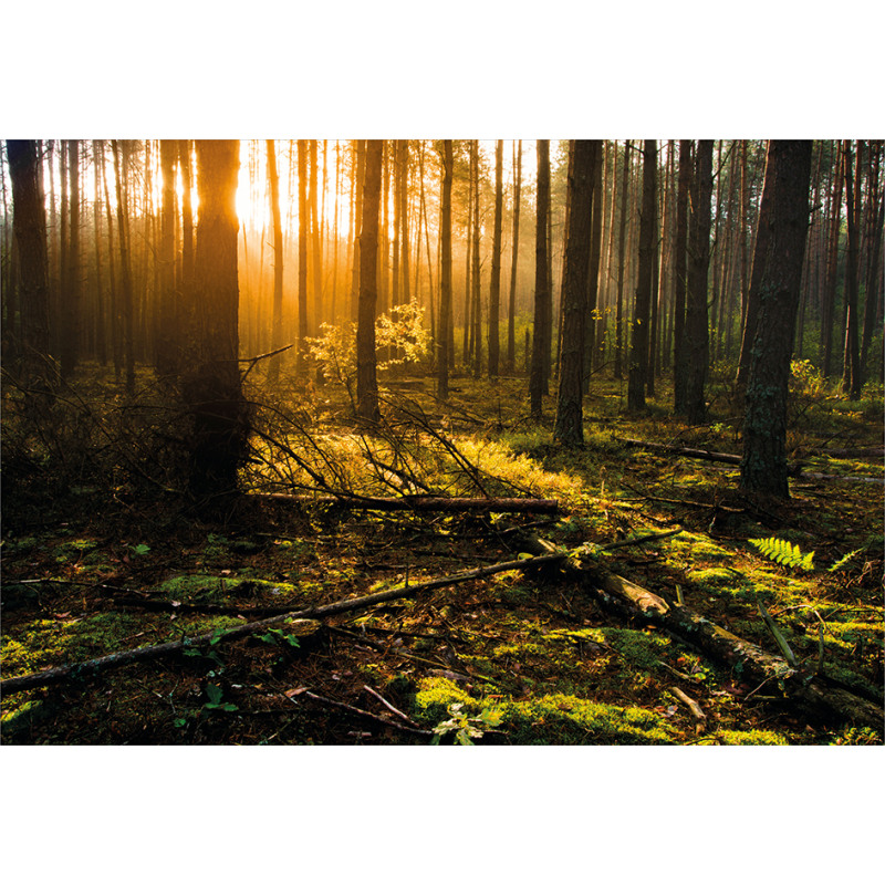 Misty Morning Sun Rays Aluminum Water Bottle