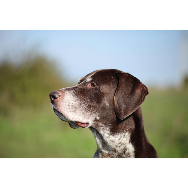 German Pointer Aluminum Water Bottle