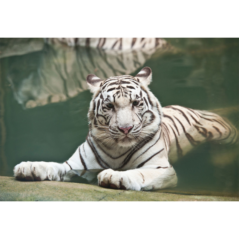 White Tiger Swimming Fun Aluminum Water Bottle