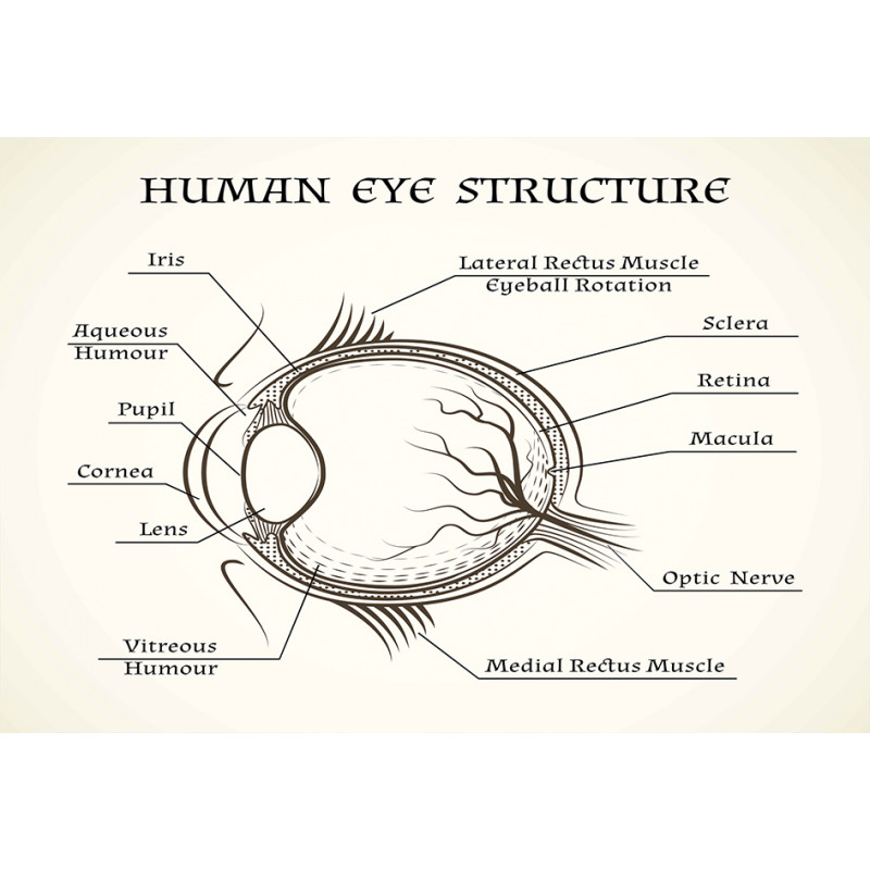 Structure of the Human Eye Aluminum Water Bottle