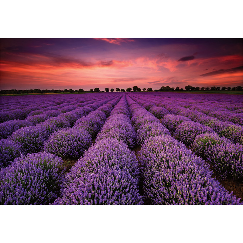 Lavender Field Sunset Aluminum Water Bottle