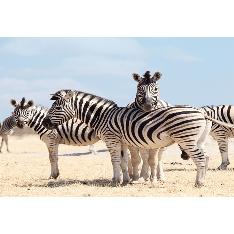 Namibia Africa Safari Aluminum Water Bottle