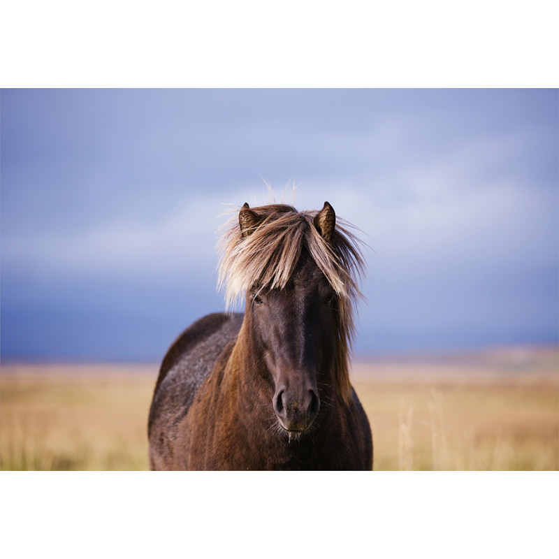 Close up Horse Silhouette Aluminum Water Bottle