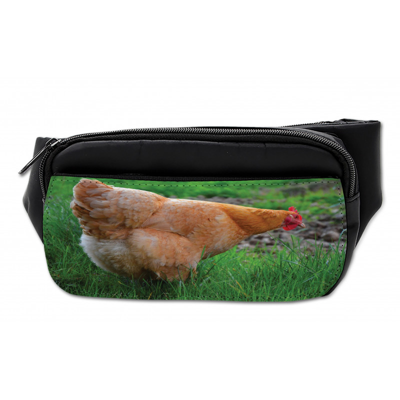 Chicken on Grass Farm Photo Bumbag