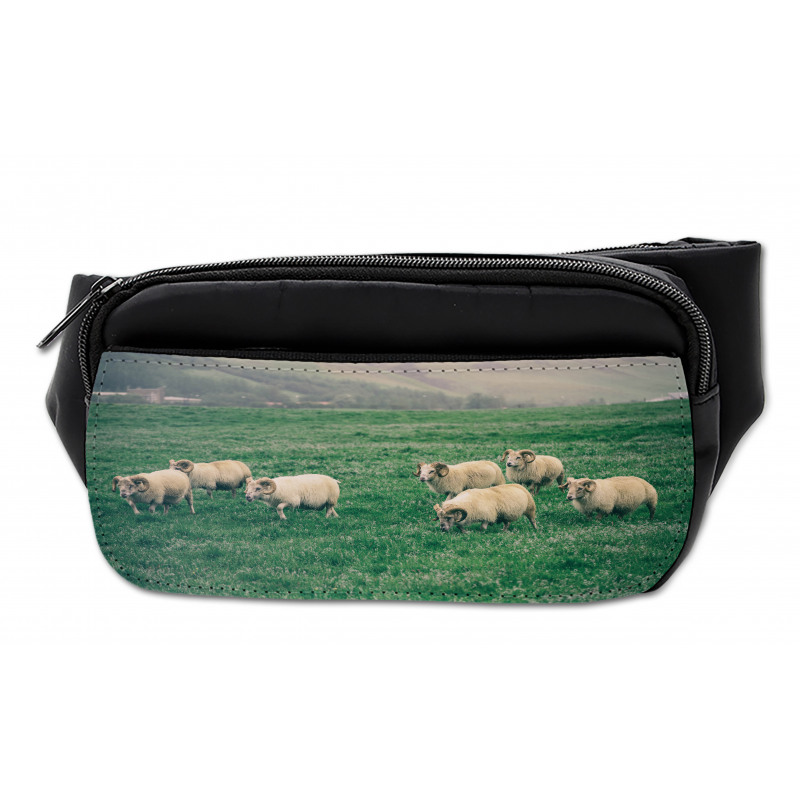 Sheep Grazing on Grass Bumbag