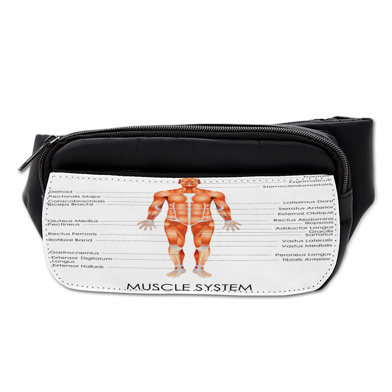 Biology Muscle System Bumbag
