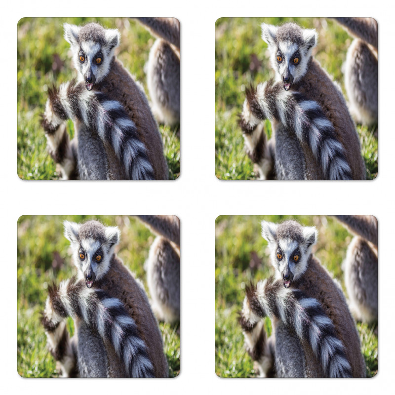 Ring Tailed Funny Expression Coaster Set Of Four