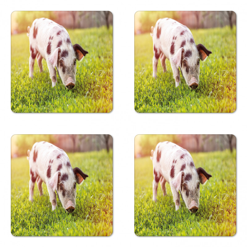 Baby Pig with Spots Coaster Set Of Four