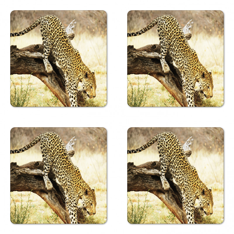 Leopard Wild Cat on Tree Coaster Set Of Four