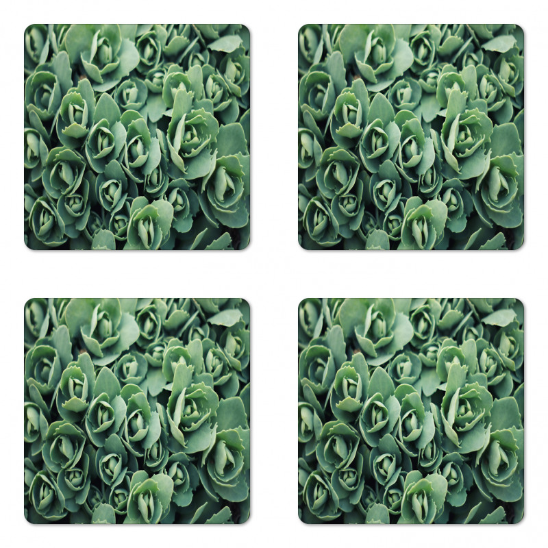 Macro Blooming Leaves Coaster Set Of Four