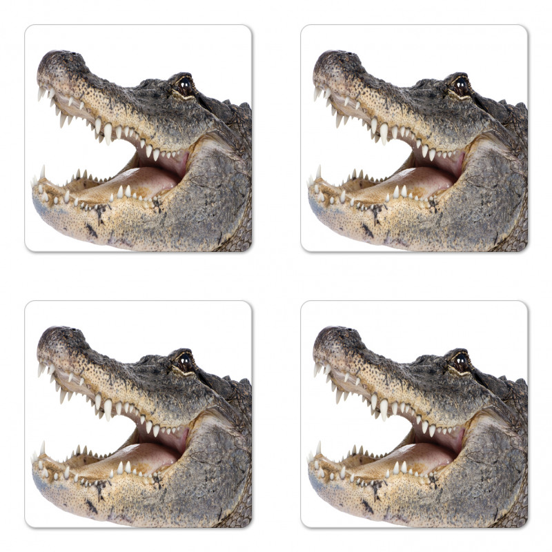 Wild American Alligator Coaster Set Of Four