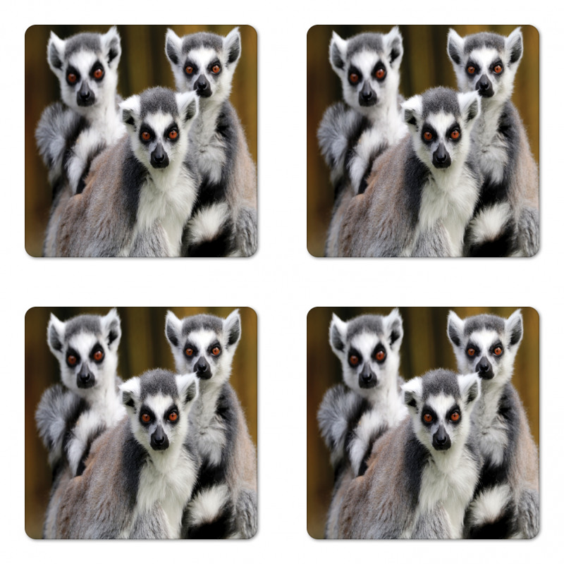 Ring Tailed Monkey Animals Coaster Set Of Four