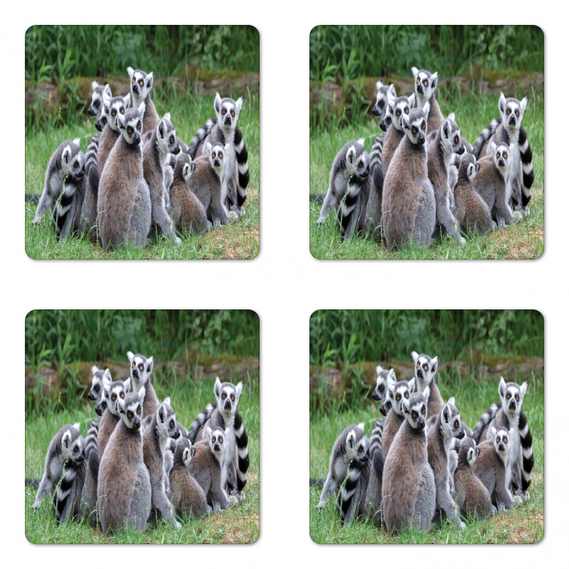 Ring Tailed Madagascar Monkey Coaster Set Of Four