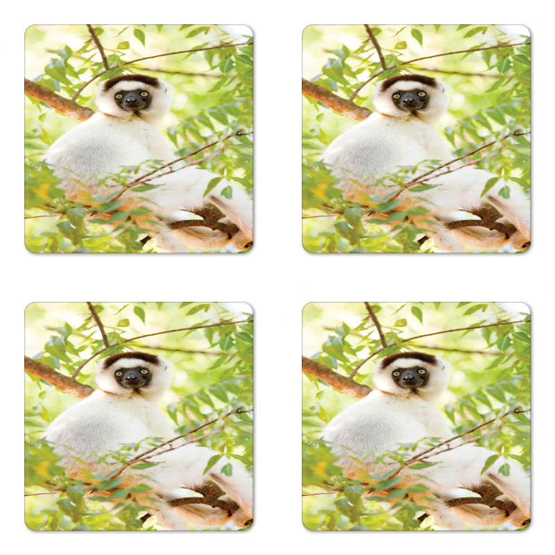 Wild Verreaux's Sifaka Photo Coaster Set Of Four