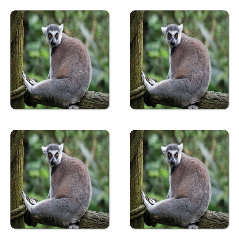 Photo of Madagascar Mammal Coaster Set Of Four