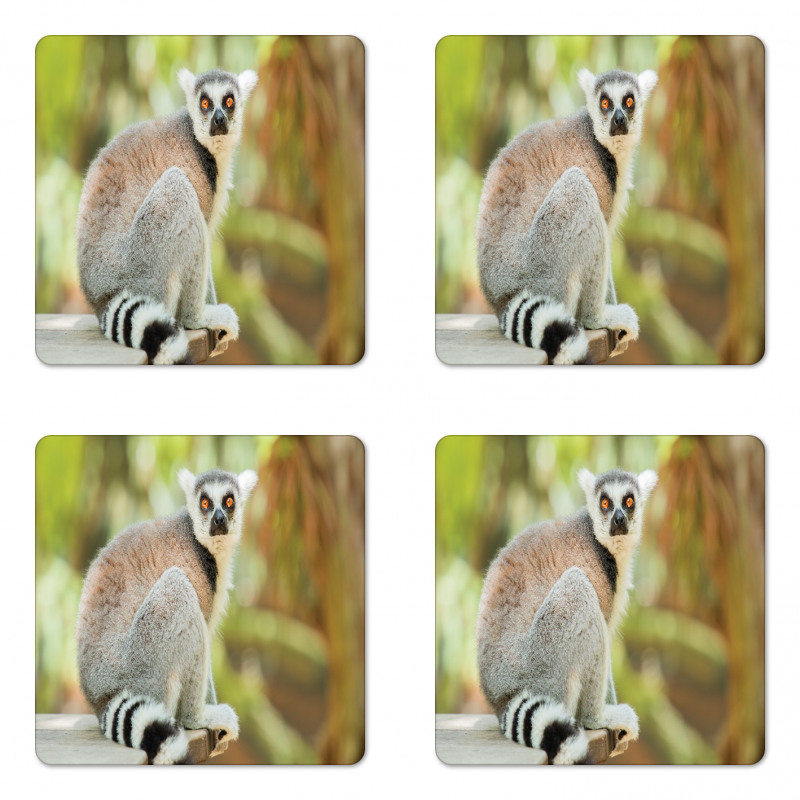 Aperture Photo Mammal Animal Coaster Set Of Four