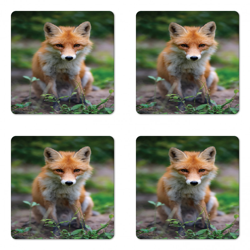 Young Coyote Photo Coaster Set Of Four