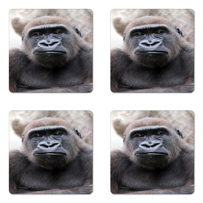 Close up Young Male Gorilla Coaster Set Of Four