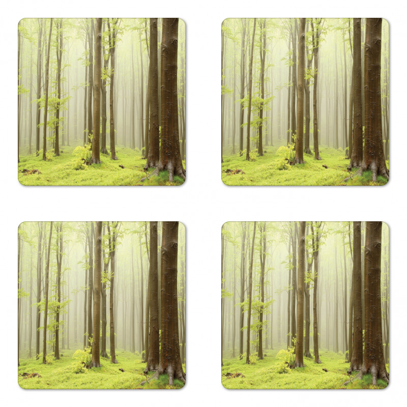 Misty Beech Forest Photo Coaster Set Of Four