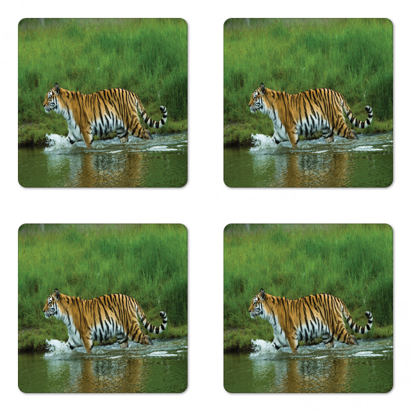 Siberian Tiger Panthera Coaster Set Of Four