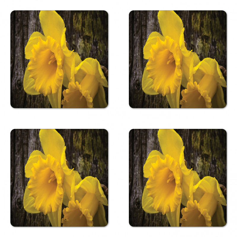 Image of Trumpet Daffodil Coaster Set Of Four