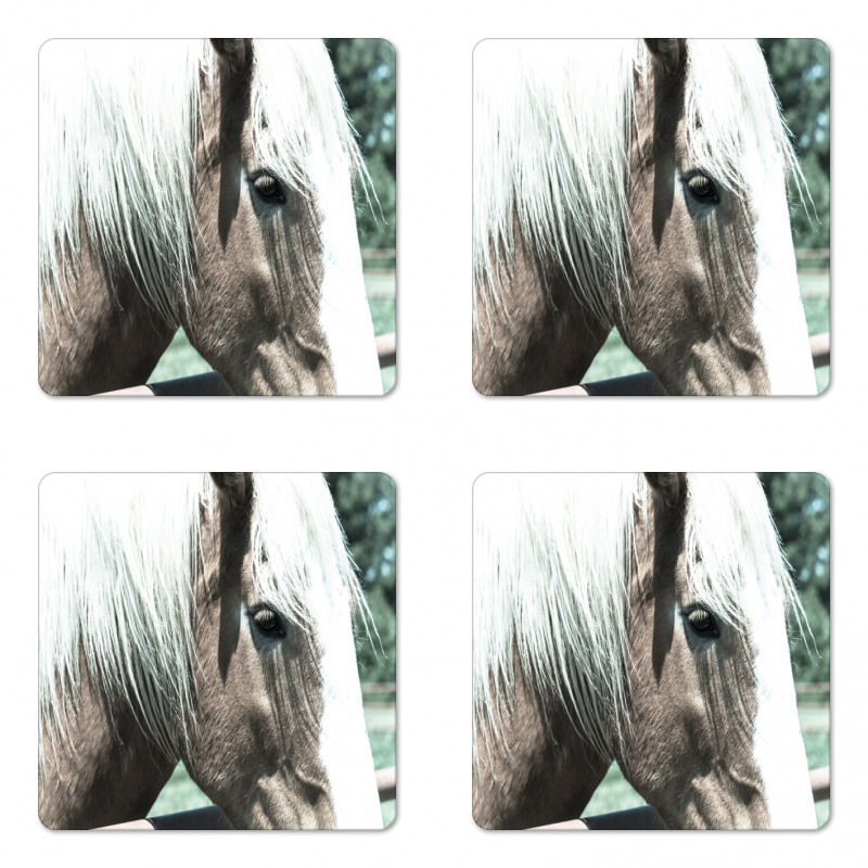 Draft Horse from Netherlands Coaster Set Of Four