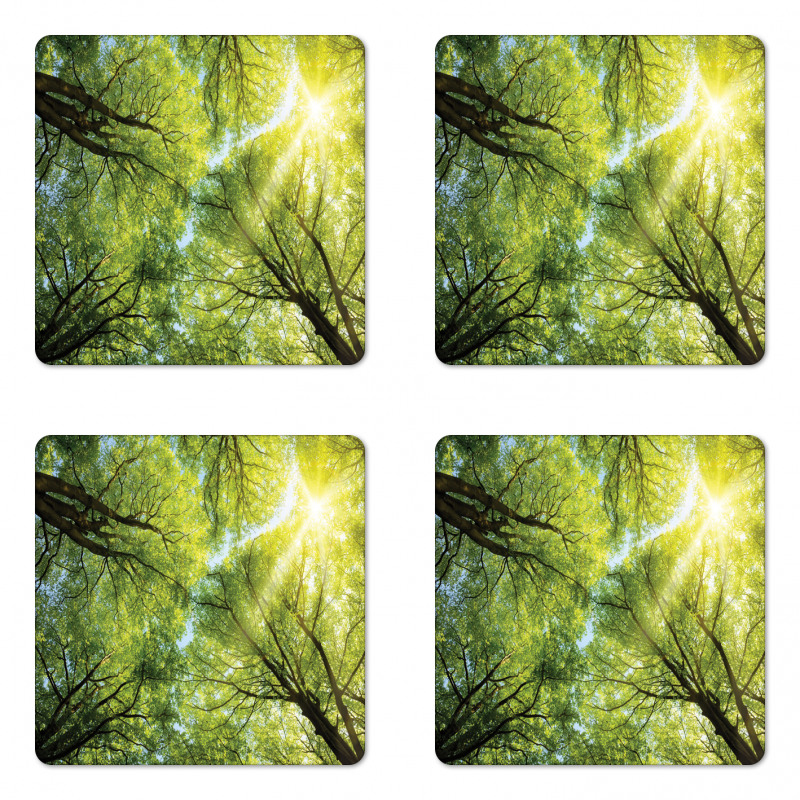 Romantic Beech Trees Coaster Set Of Four