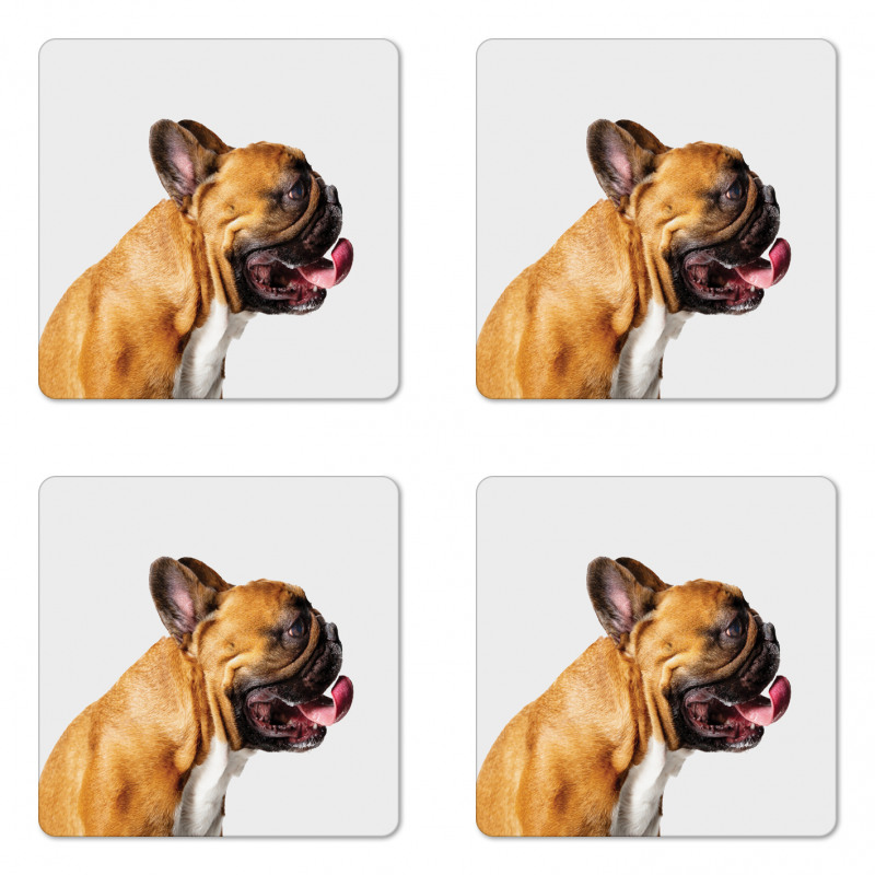 Young Pet Posing Side Shot Coaster Set Of Four